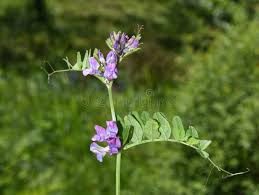Attēlu rezultāti vaicājumam “Vicia cracca flower”