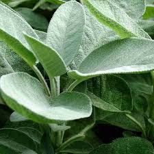 Attēlu rezultāti vaicājumam “Salvia officinalis leaf”