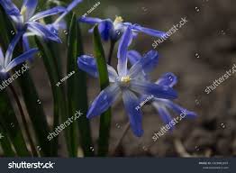 Attēlu rezultāti vaicājumam “Viola rupestris flower”