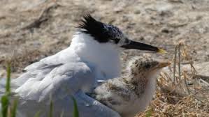Attēlu rezultāti vaicājumam “Leiocolea rutheana”