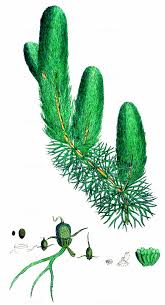 Attēlu rezultāti vaicājumam “Ceratophyllaceae”