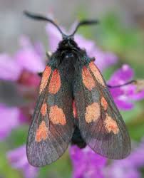 Attēlu rezultāti vaicājumam “Zygaena viciae”