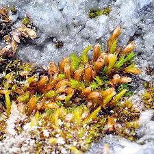 Attēlu rezultāti vaicājumam “Schistidium dupretii”