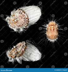 Attēlu rezultāti vaicājumam “Psallus sp. imago”