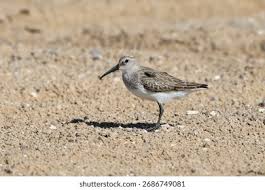 Attēlu rezultāti vaicājumam “Calidris ferruginea adult”