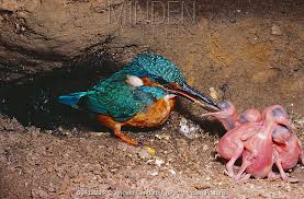 Attēlu rezultāti vaicājumam “Alcedo atthis nest”