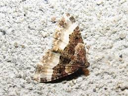 Attēlu rezultāti vaicājumam “Euphyia unangulata”