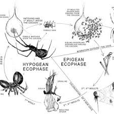 Attēlu rezultāti vaicājumam “Aranei exuvia”