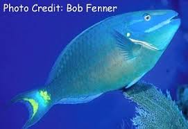 Image result for Sparisoma viride