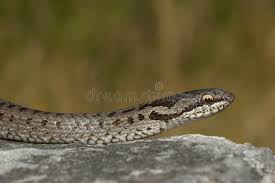 Attēlu rezultāti vaicājumam “Coronella austriaca”