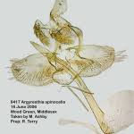 Attēlu rezultāti vaicājumam “Argyresthia spinosella”