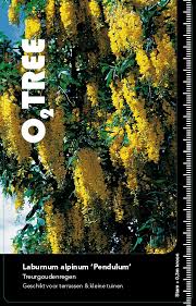 Attēlu rezultāti vaicājumam “Laburnum alpinum fruit”