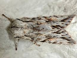 Attēlu rezultāti vaicājumam “Orthosia miniosa imago”