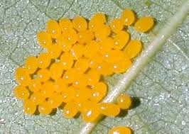 Attēlu rezultāti vaicājumam “Agelastica alni larva”