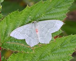 Attēlu rezultāti vaicājumam “Hemithea aestivaria”