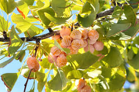Attēlu rezultāti vaicājumam “Ginkgo biloba fruit”