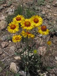 Image result for Gaillardia