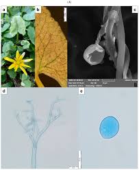 Attēlu rezultāti vaicājumam “Badhamia affinis var. microspora”