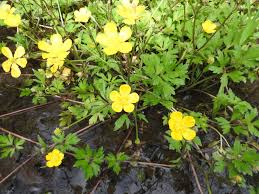 Attēlu rezultāti vaicājumam “Ranunculus cassubicus flower”