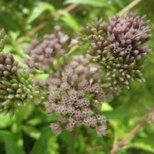 Image result for Eupatorium cannabinum