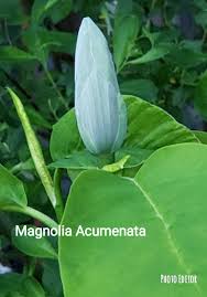 Attēlu rezultāti vaicājumam “Magnolia acuminata flower”
