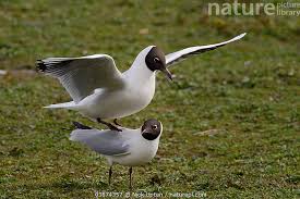 Attēlu rezultāti vaicājumam “Larus ridibundus”