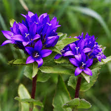 Attēlu rezultāti vaicājumam “Campanula glomerata leaf”