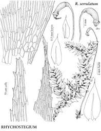 Attēlu rezultāti vaicājumam “Sciuro-hypnum curtum”