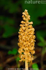 Attēlu rezultāti vaicājumam “Neottia nidus-avis bud”