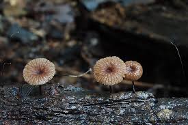 Attēlu rezultāti vaicājumam “Marasmius sp.”
