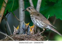 Attēlu rezultāti vaicājumam “Caprimulgus europaeus nest”
