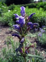 Attēlu rezultāti vaicājumam “Dracocephalum ruyschiana fruit”