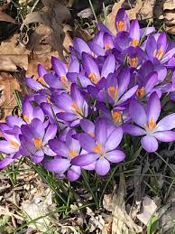Attēlu rezultāti vaicājumam “Crocus tommasinianus”