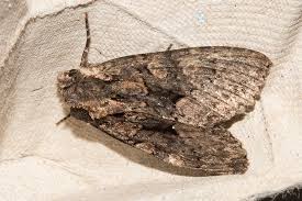 Attēlu rezultāti vaicājumam “Mniotype satura”