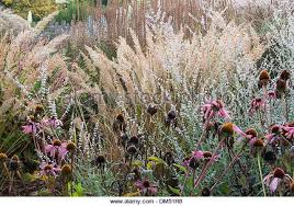 Attēlu rezultāti vaicājumam “Calamagrostis purpurea flower”
