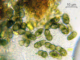 Attēlu rezultāti vaicājumam “Calicium adspersum”
