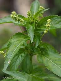 Attēlu rezultāti vaicājumam “Mercurialis perennis bud”