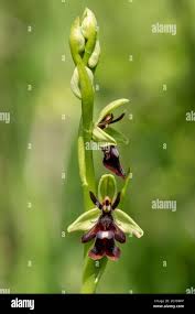 Attēlu rezultāti vaicājumam “Ophrys insectifera flower”