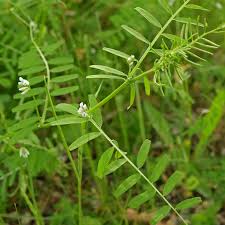 Attēlu rezultāti vaicājumam “Vicia hirsuta flower”