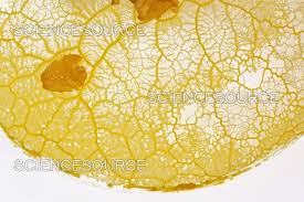 Attēlu rezultāti vaicājumam “Physarum virescens plasmodium”