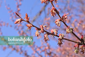 Attēlu rezultāti vaicājumam “Cercidiphyllum japonicum flower”