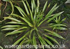 Attēlu rezultāti vaicājumam “Stratiotes aloides flower”