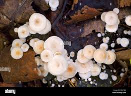 Attēlu rezultāti vaicājumam “Collybia tuberosa”