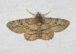 Attēlu rezultāti vaicājumam “Cleora cinctaria”