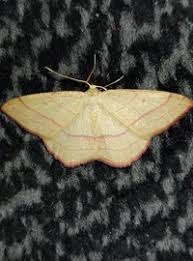 Attēlu rezultāti vaicājumam “Rhodostrophia vibicaria”