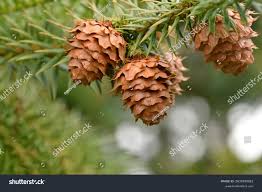 Attēlu rezultāti vaicājumam “Pseudotsuga menziesii fruit”