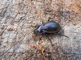 Attēlu rezultāti vaicājumam “Carabus nemoralis”