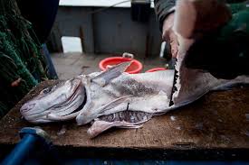 Image result for Melanogrammus aeglefinus