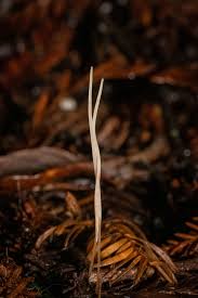 Attēlu rezultāti vaicājumam “Macrotyphula juncea”