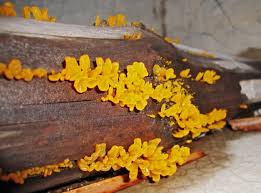 Attēlu rezultāti vaicājumam “Dacrymyces chrysospermus spores”